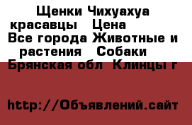 Щенки Чихуахуа красавцы › Цена ­ 9 000 - Все города Животные и растения » Собаки   . Брянская обл.,Клинцы г.